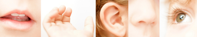 photos of the 5 sense organs