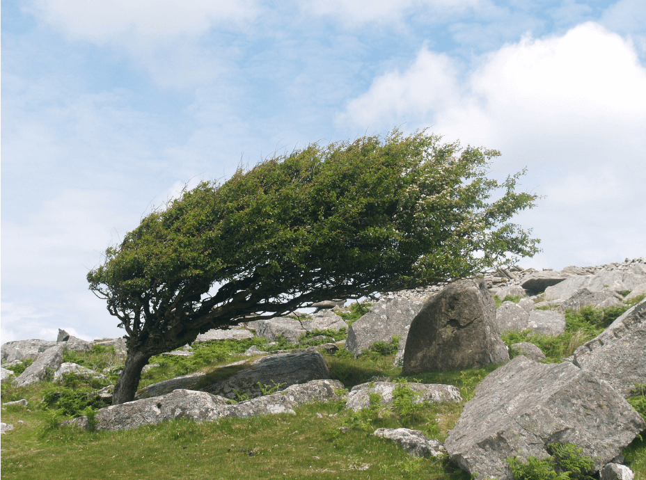 A tree on rocky terrain growing almost horizontally because of consistent wind