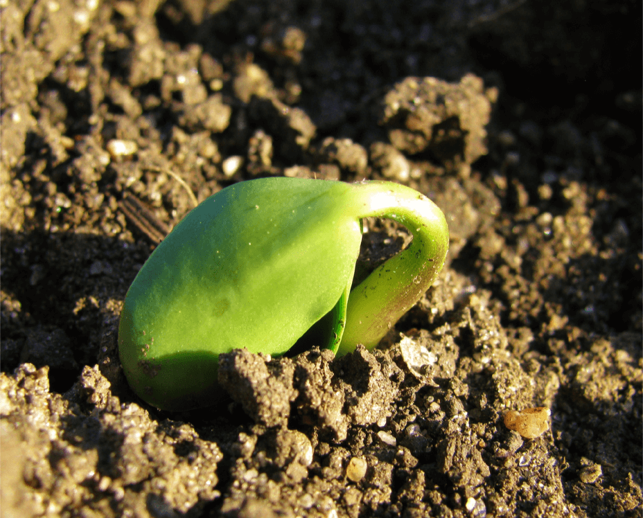 A sprouting plant illustrates the power of Life to push itself out of the Earth