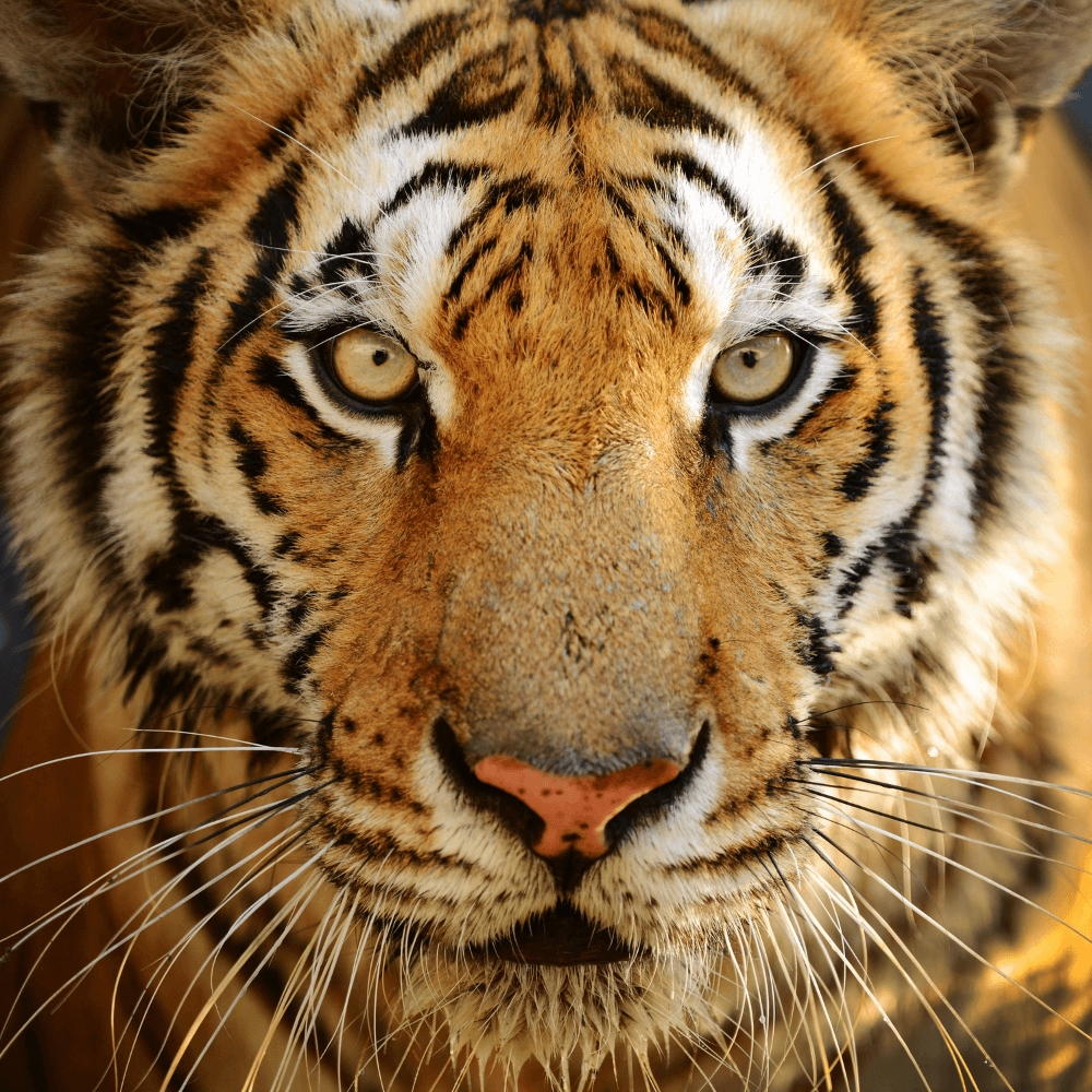 A tiger's face looking at you!