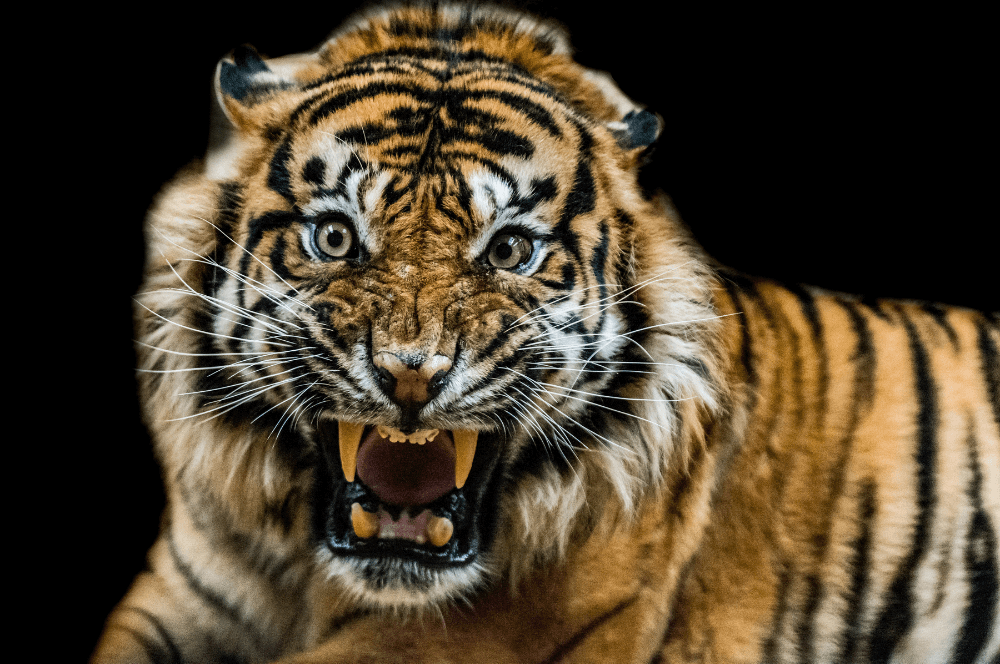 A tiger showing its fangs!