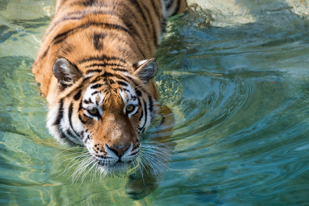 Tiger swimming in shallow water Tiger swimming in shallow water