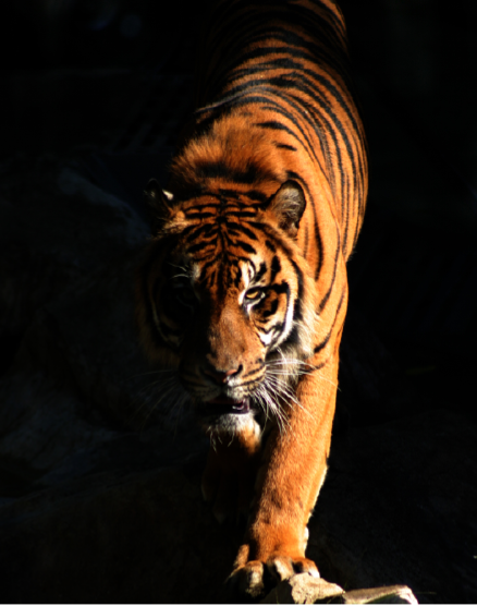 A tiger walking forward
